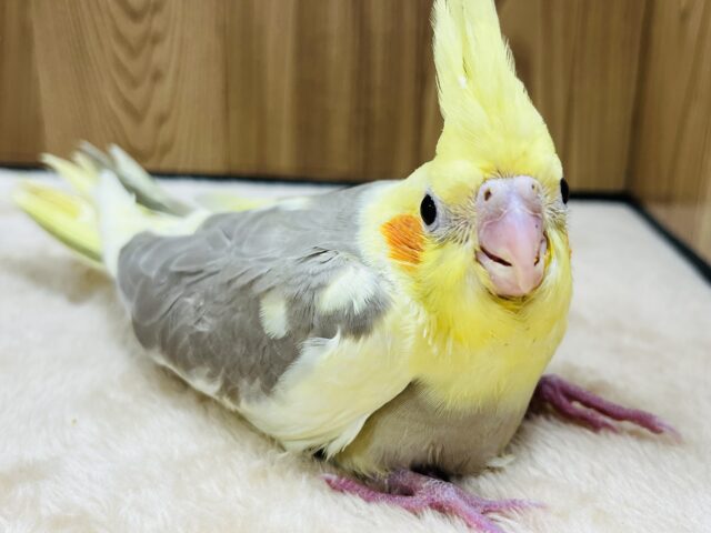 オカメインコ