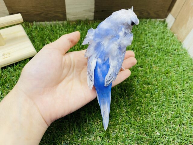 羽衣セキセイインコ