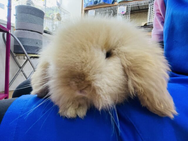 アメリカンファジーロップ