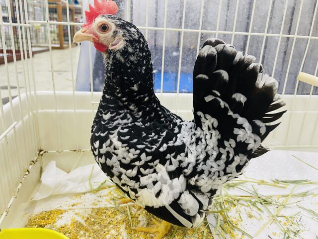 碁石チャボ（ゴイシチャボ）