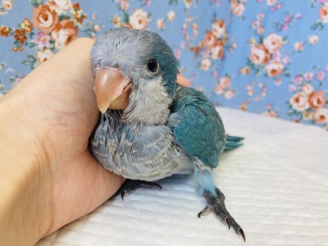 オキナインコ