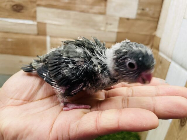 サザナミインコ