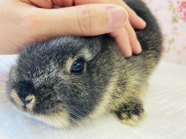 ネザーランドドワーフ