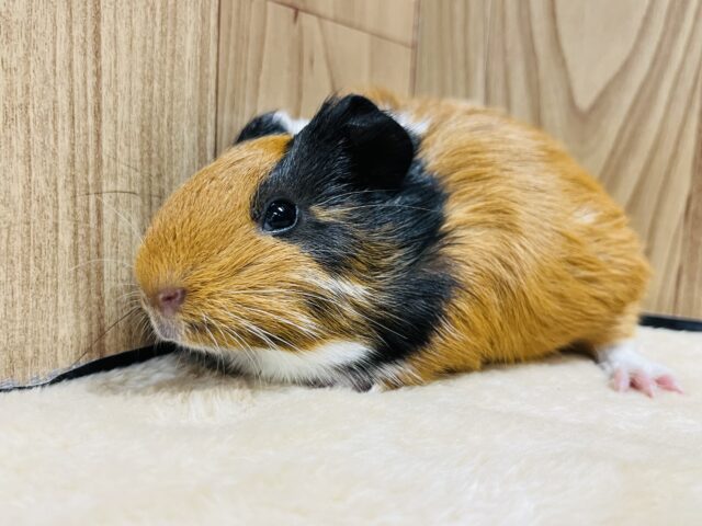 イングリッシュモルモット