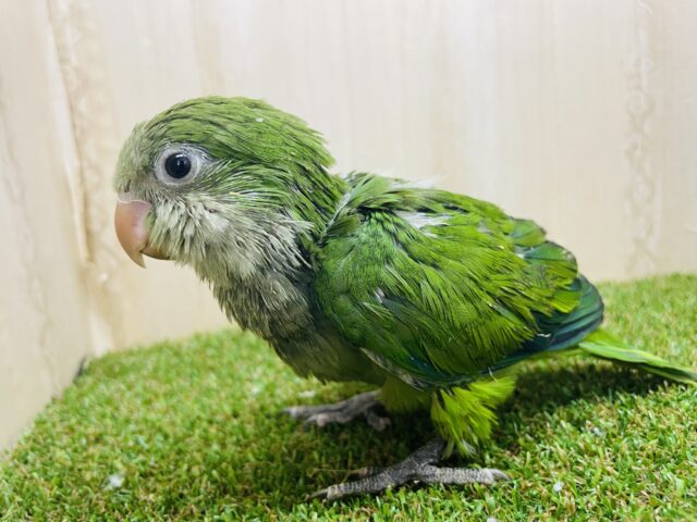 オキナインコ