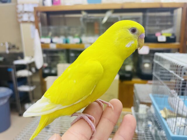 セキセイインコ