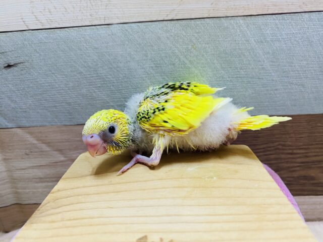 セキセイインコ