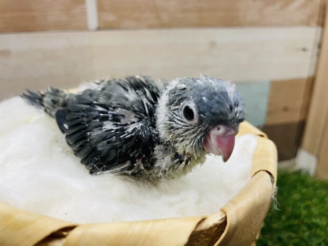 サザナミインコ