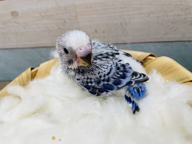 セキセイインコ