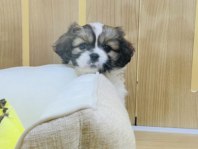 キャバペキ（ペキキャバ）