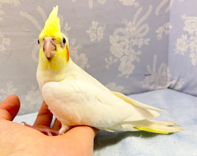 オカメインコ