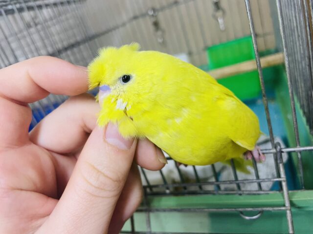 ジャンボセキセイインコ