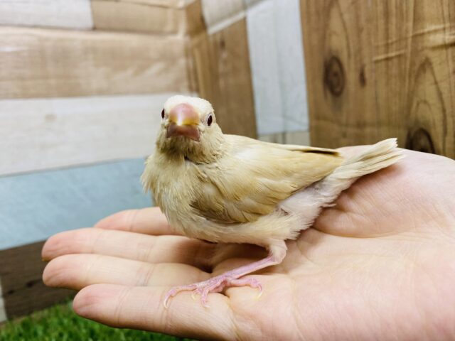 シナモン文鳥