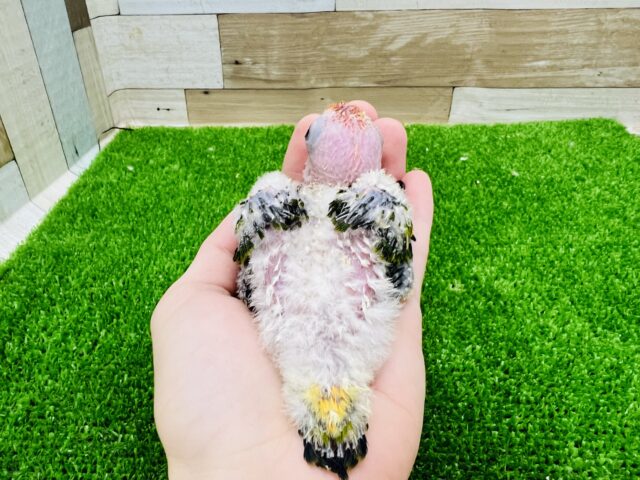 コガネメキシコインコ