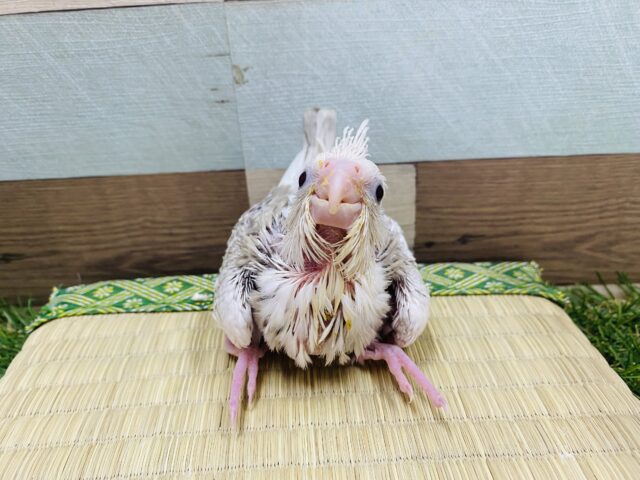 オカメインコ
