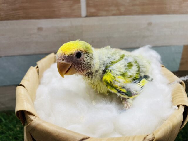 コザクラインコ（小桜インコ）