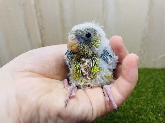 ビセイインコ（美声インコ）