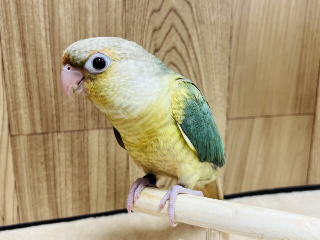 ホオミドリウロコインコ