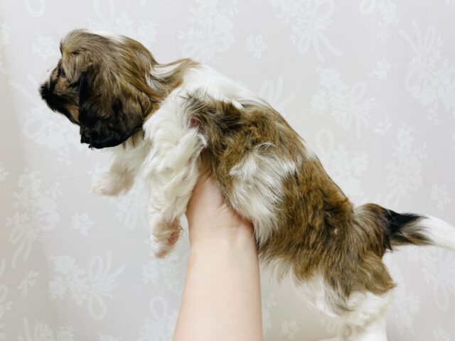 陽気にステップ〜✨ミックス犬(ペキニーズ×キャバリア)ちゃん! キャバペキ(ペキキャバ)