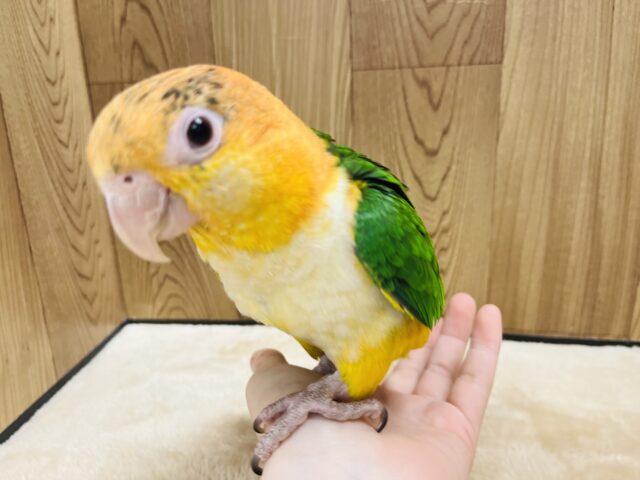 シロハラインコ