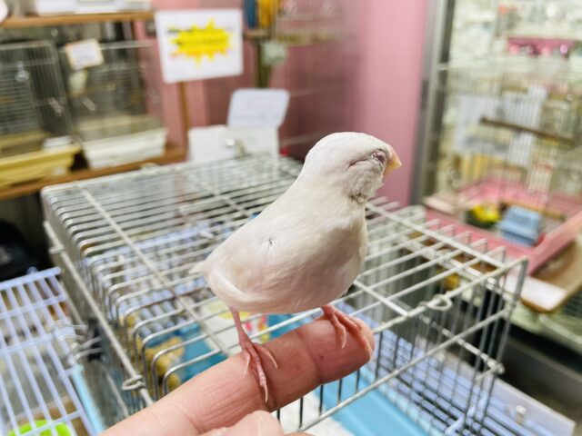 シルバー文鳥