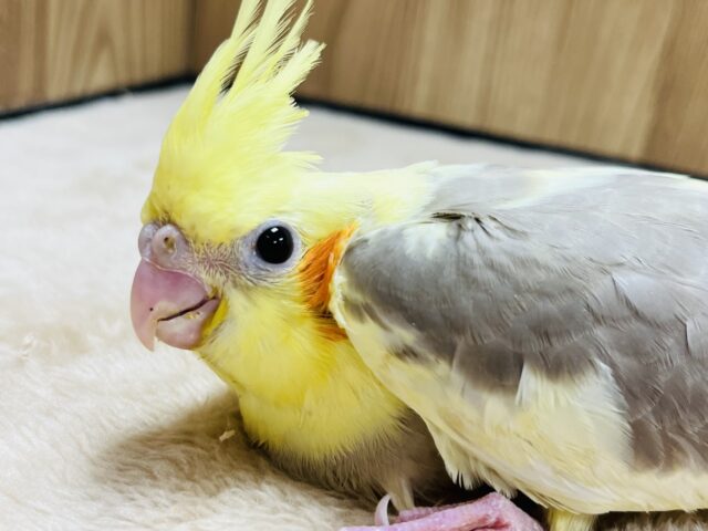 オカメインコ