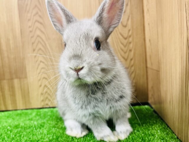 ネザーランドドワーフ