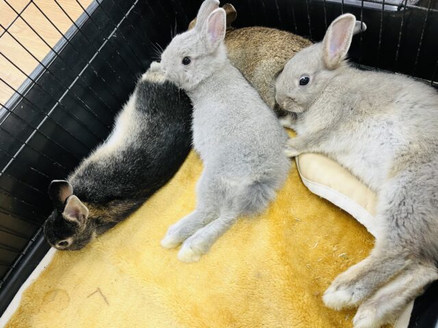 ネザーランドドワーフ