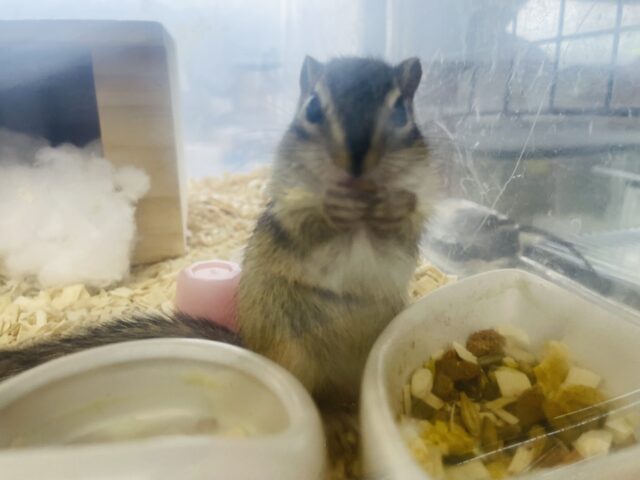 シマリス（ノーマル）