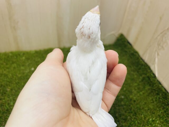 白文鳥
