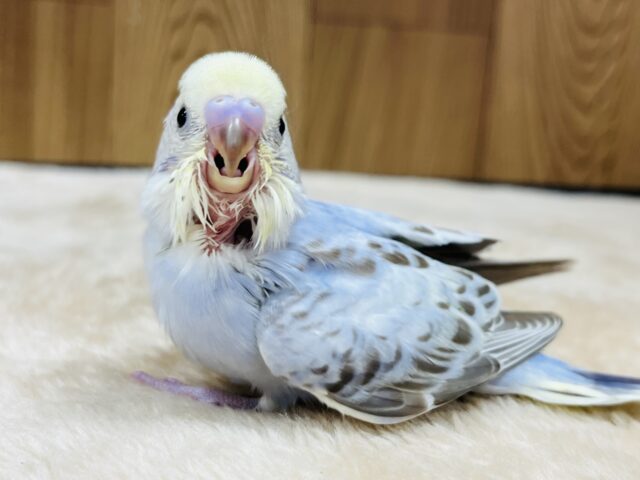 セキセイインコ