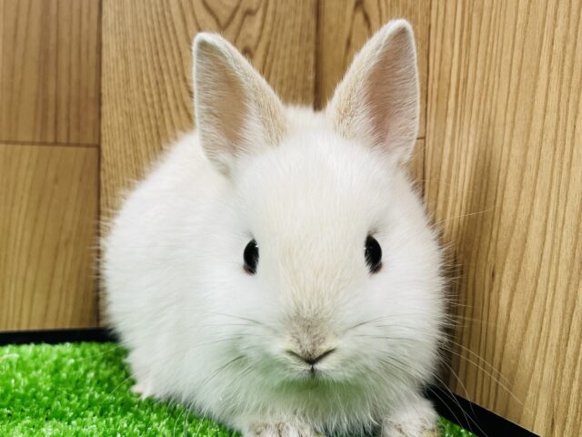 ドワーフラビット