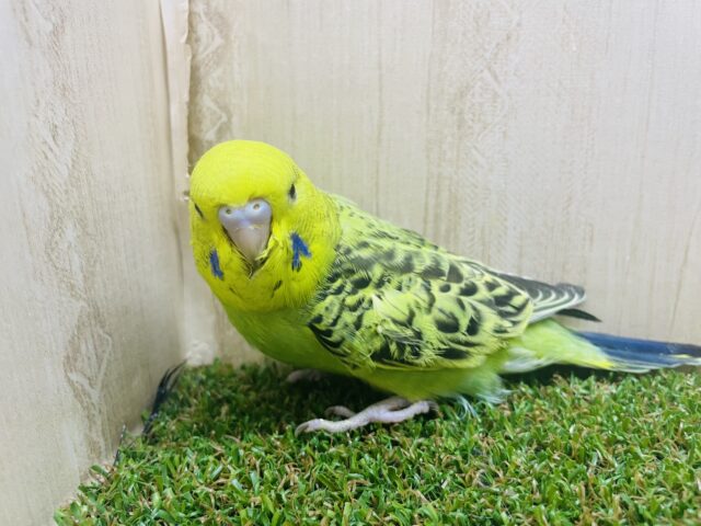 ジャンボセキセイインコ