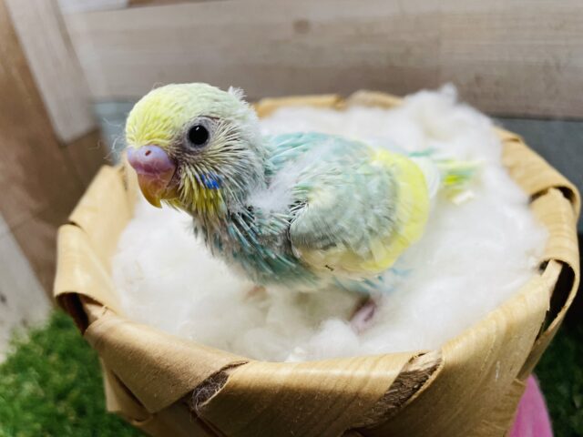 セキセイインコ