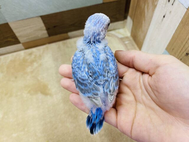セキセイインコ