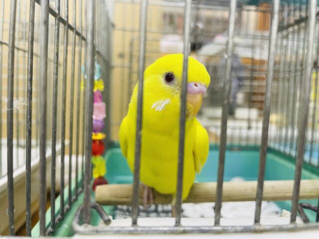 セキセイインコ