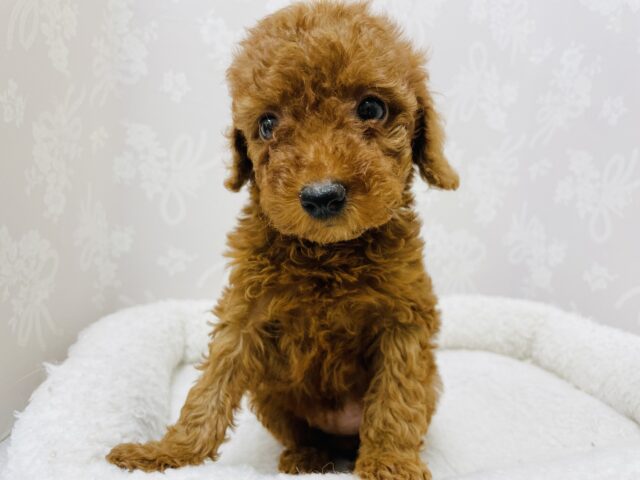 トイプードル