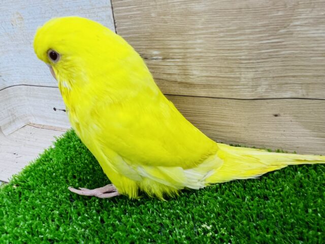 ジャンボセキセイインコ