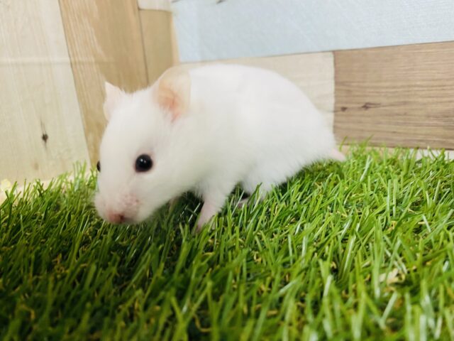 ゴールデンハムスター