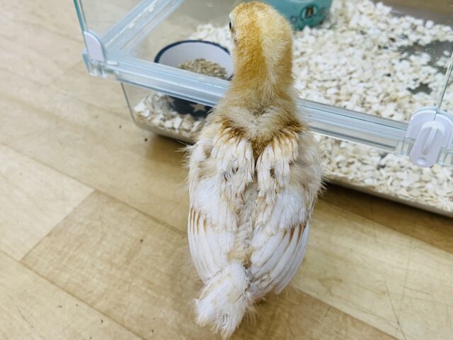 ボリスブラウン