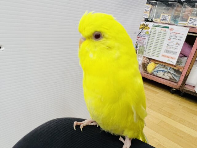 ジャンボセキセイインコ