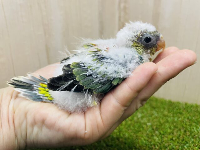 ビセイインコ（美声インコ）