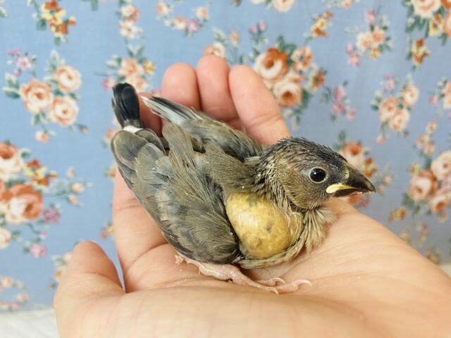 桜文鳥 / 白文鳥