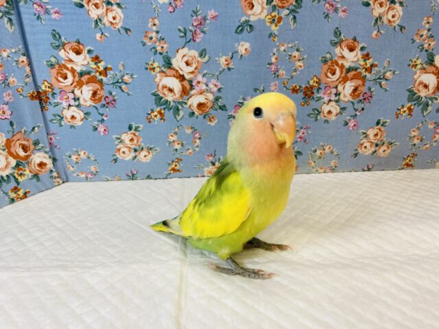 コザクラインコ（小桜インコ）