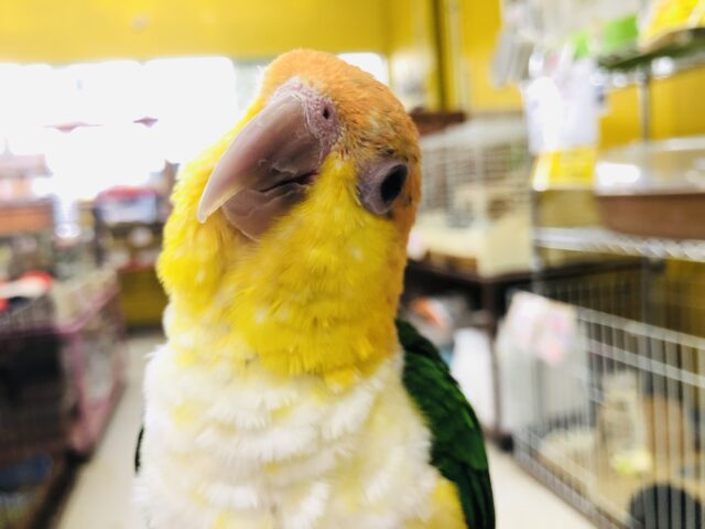 シロハラインコ
