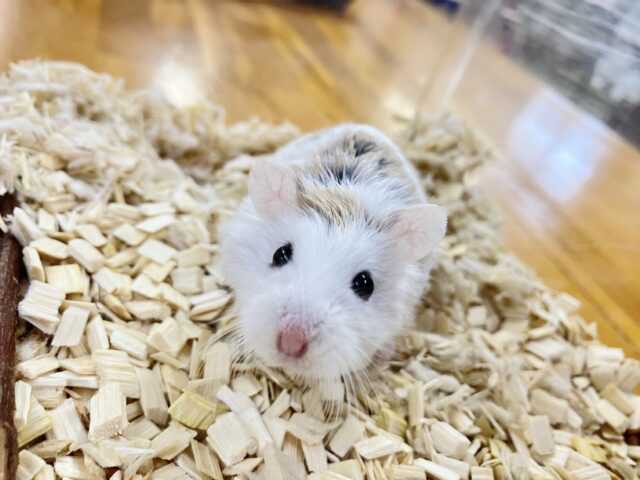 ロボロフスキーハムスター