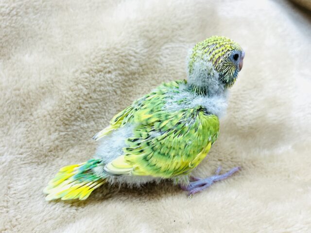 菜の花カラー🌼🌱セキセイインコ(スパングル) ヒナ セキセイインコ