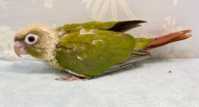 ホオミドリウロコインコ