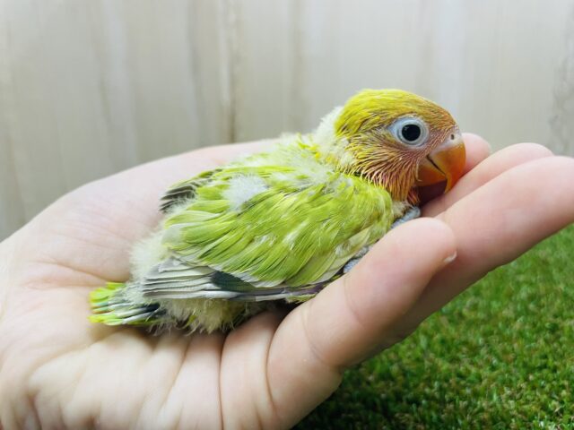ヤマブキボタンインコ
