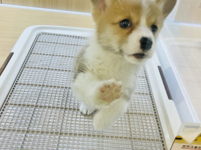 ウェルシュコーギー・ペンブローグ